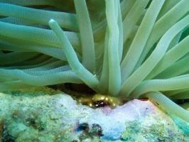 Anemone Crab IMG 7101